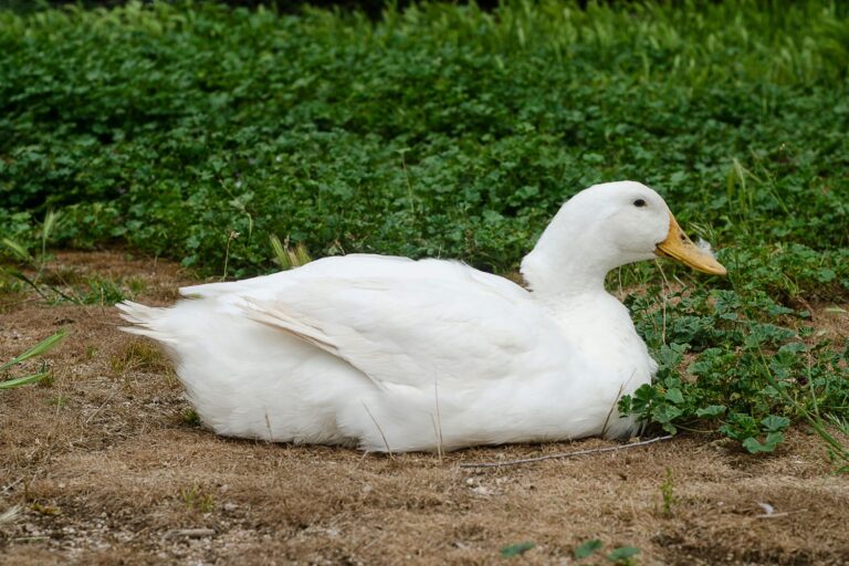 pekin ducklings for sale