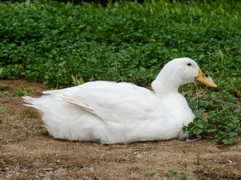 pekin ducklings for sale