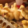 pekin ducklings for sale