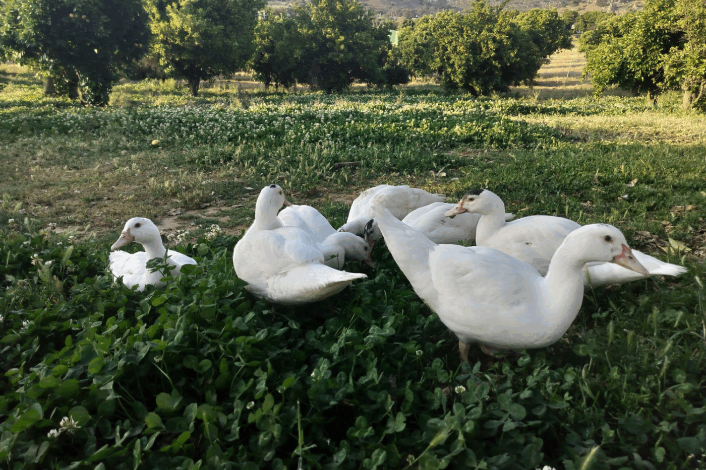 pekin ducklings in field with how to save money with ducklings
