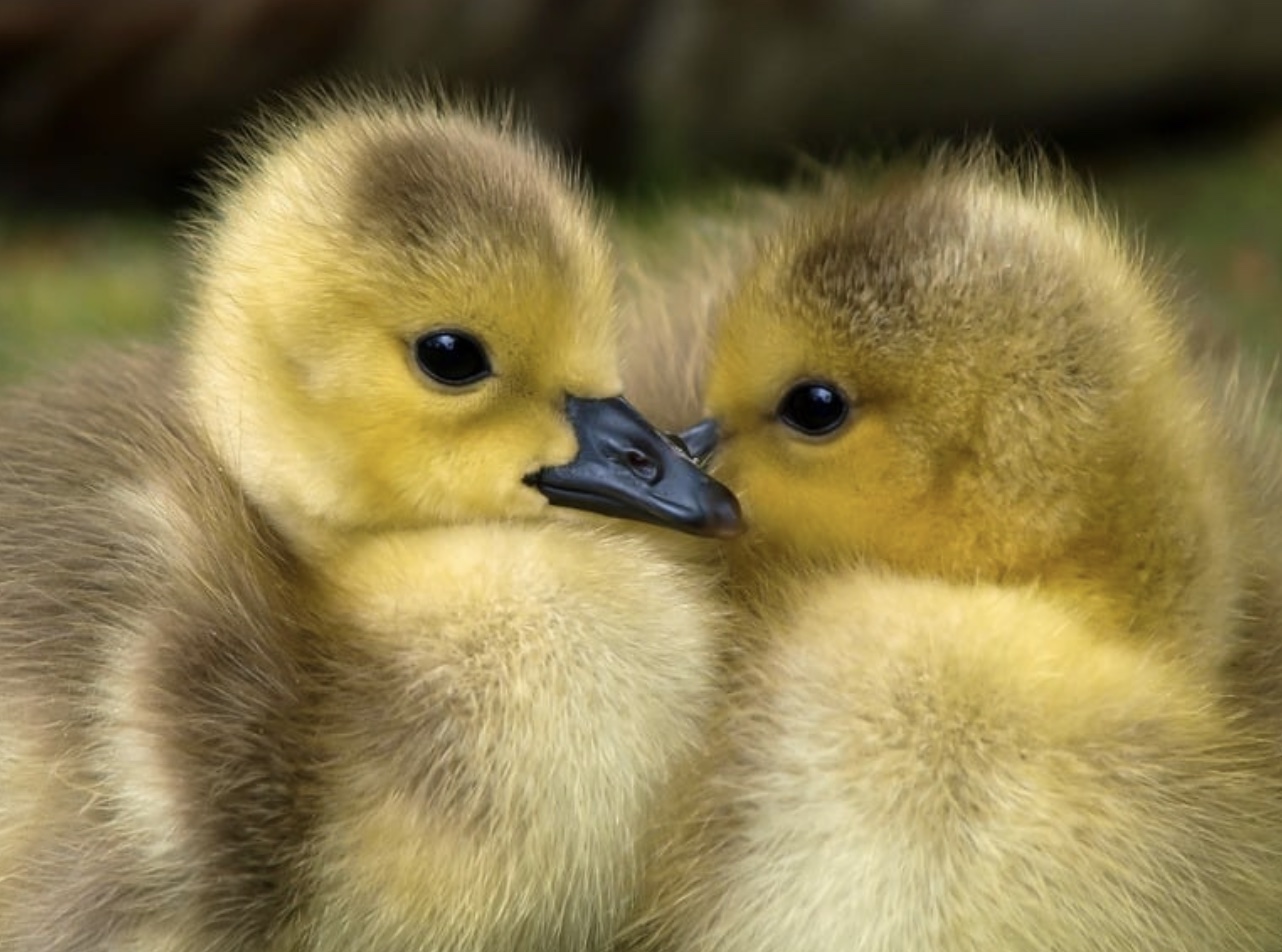 Shop Ducklings For Sale in Alabama