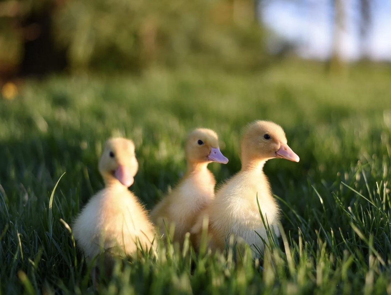 Shop Ducklings for Sale in Louisiana