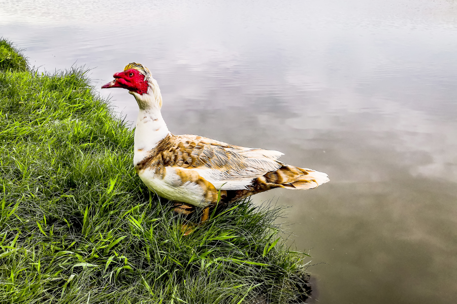 Muscovy ducks for sale in Georgia