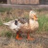 silver appleyard ducks