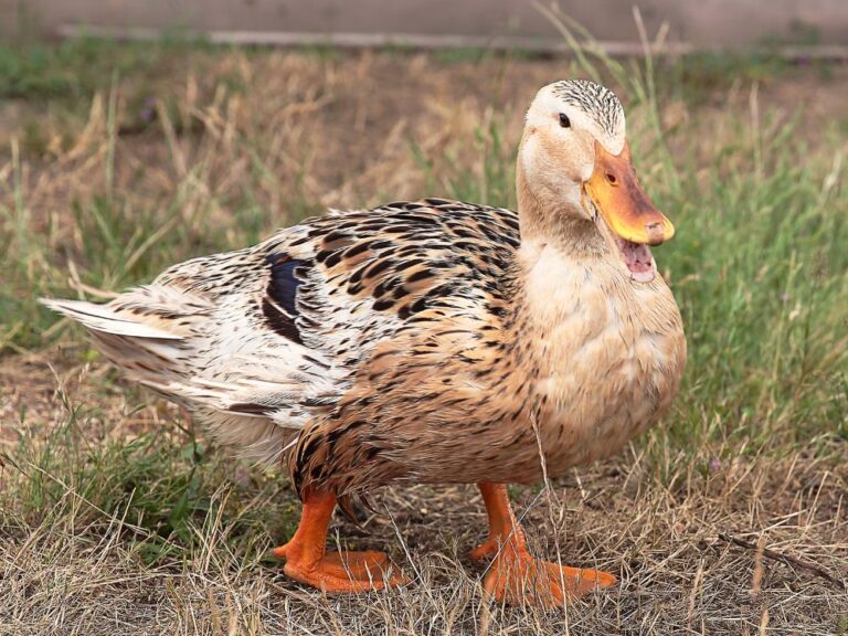 silver appleyard ducks