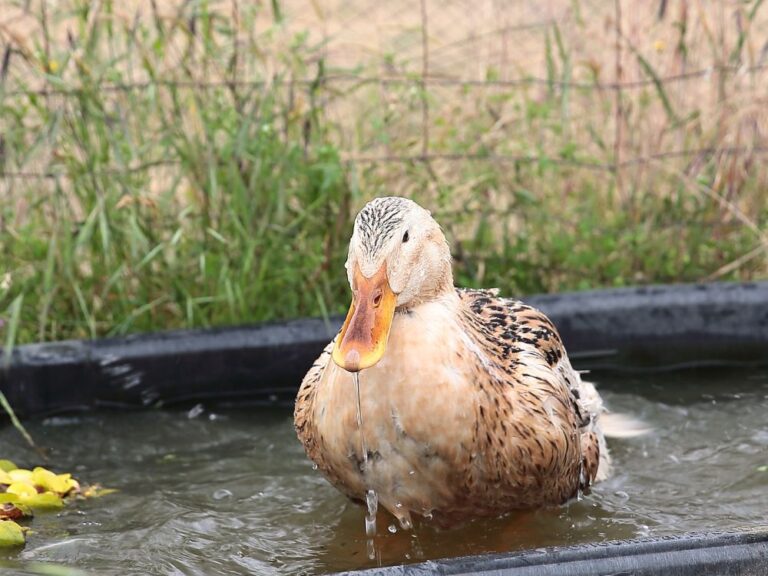 silver appleyard ducks