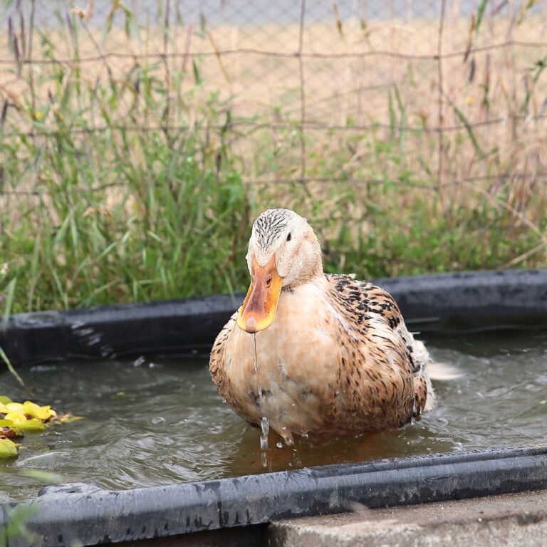 silver appleyard ducks