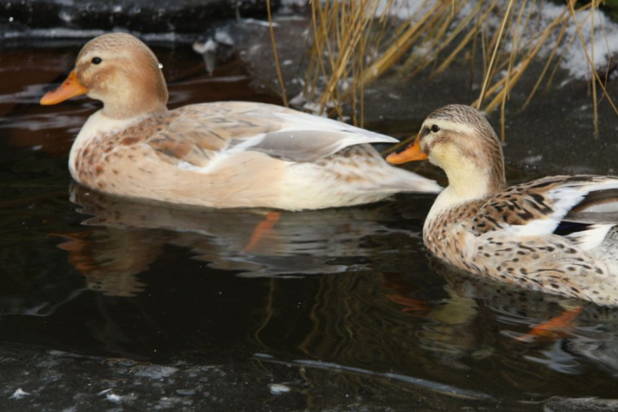 silver appleyard ducks for sale in Florida