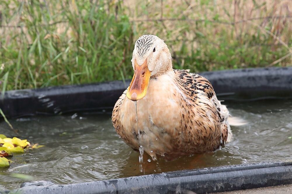 a silver appleyard duck sitting in the water in kansas