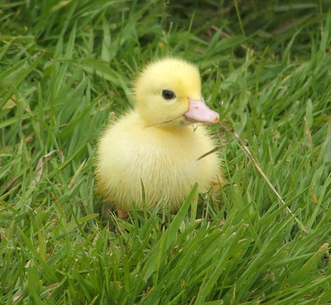 single duckling in grass