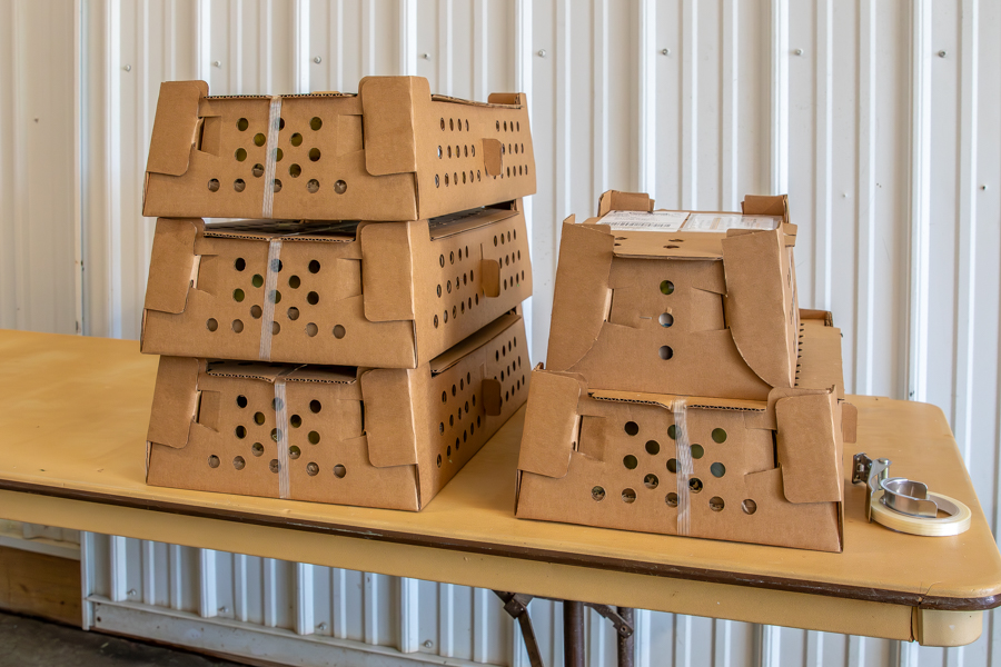 stack of boxes with holes for duckling delivery in NY