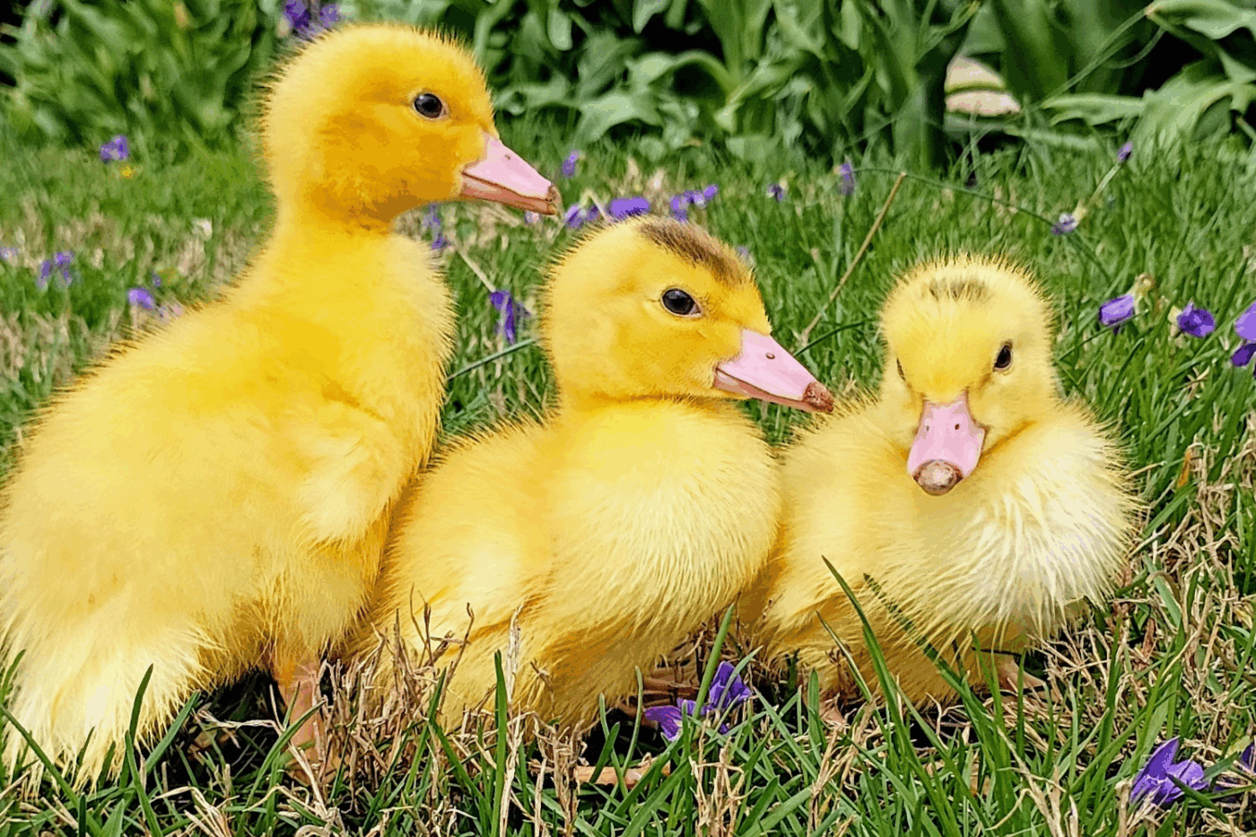 three ducklings in grass with how to save money with ducklings