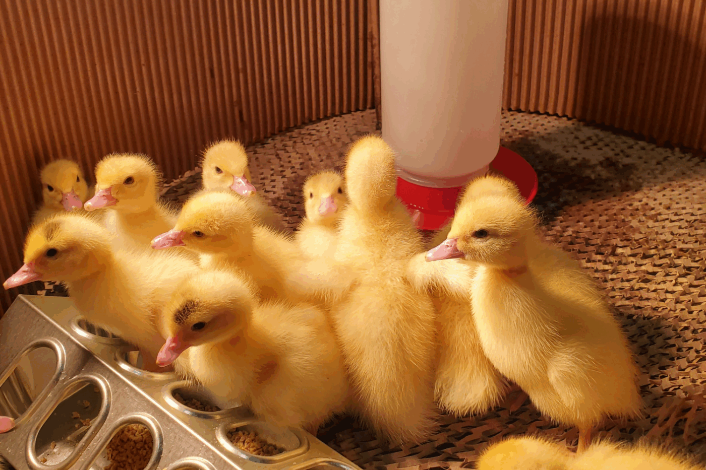 tips for making money with ducklings with ducklings in duckling starter pack