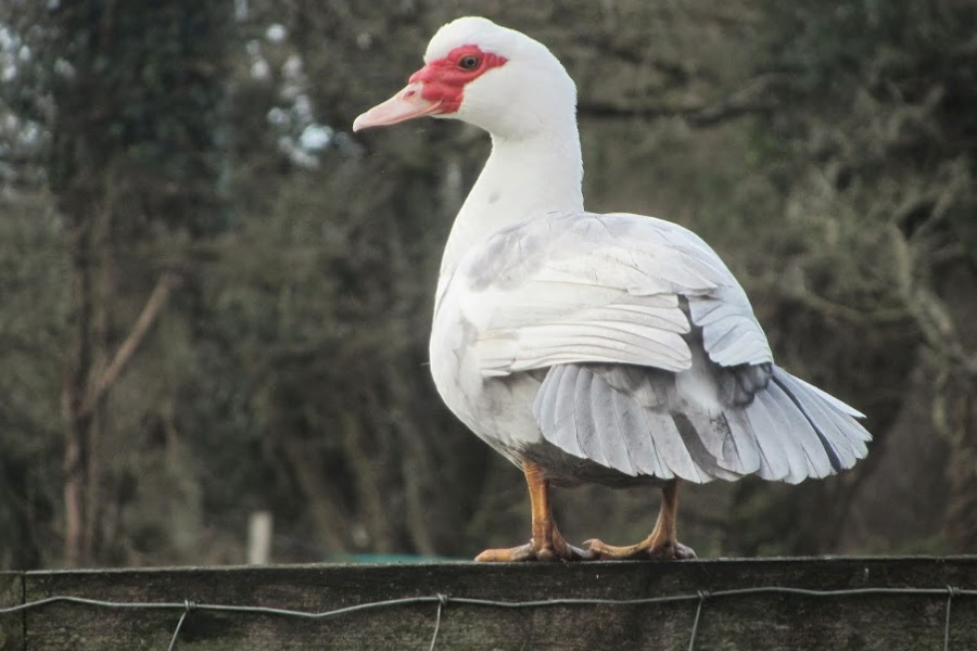 white female muscovy duck for sale in FL