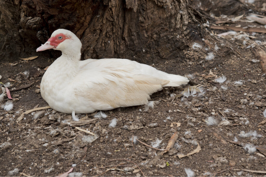 white muscovy duck sitting in dirt by tree