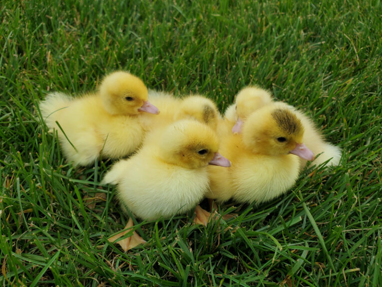 yellow ducklings for sale in NJ in grass