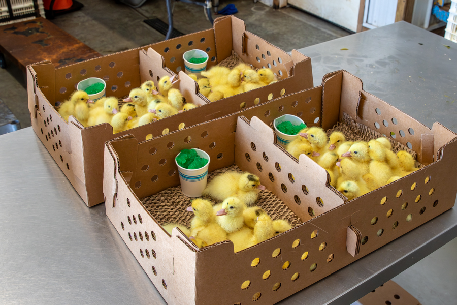 yellow ducklings in boxes with holes ready for delivery in Arizona
